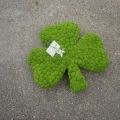 Shamrock